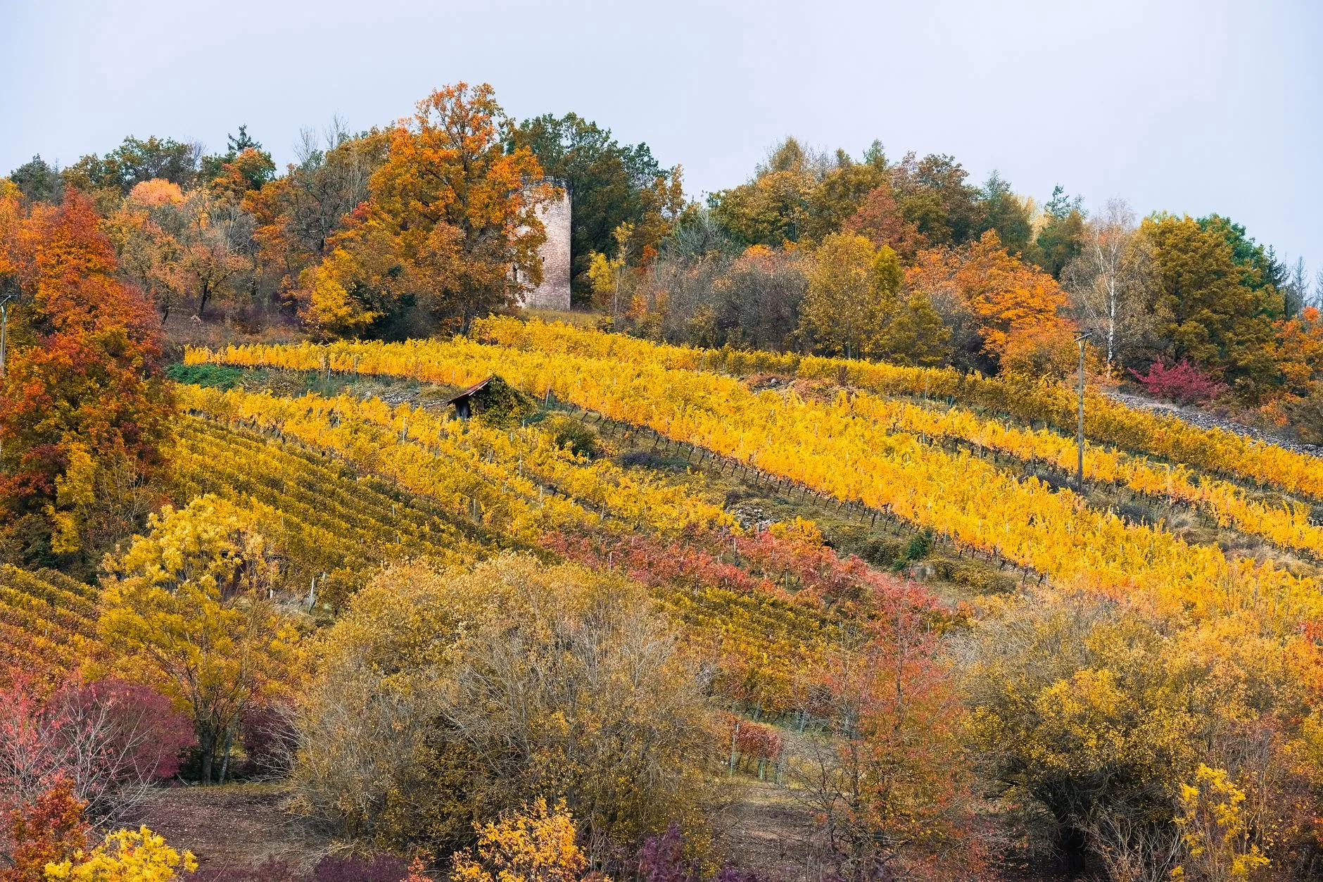 Automne : vendanges, forêts colorées et gastronomie