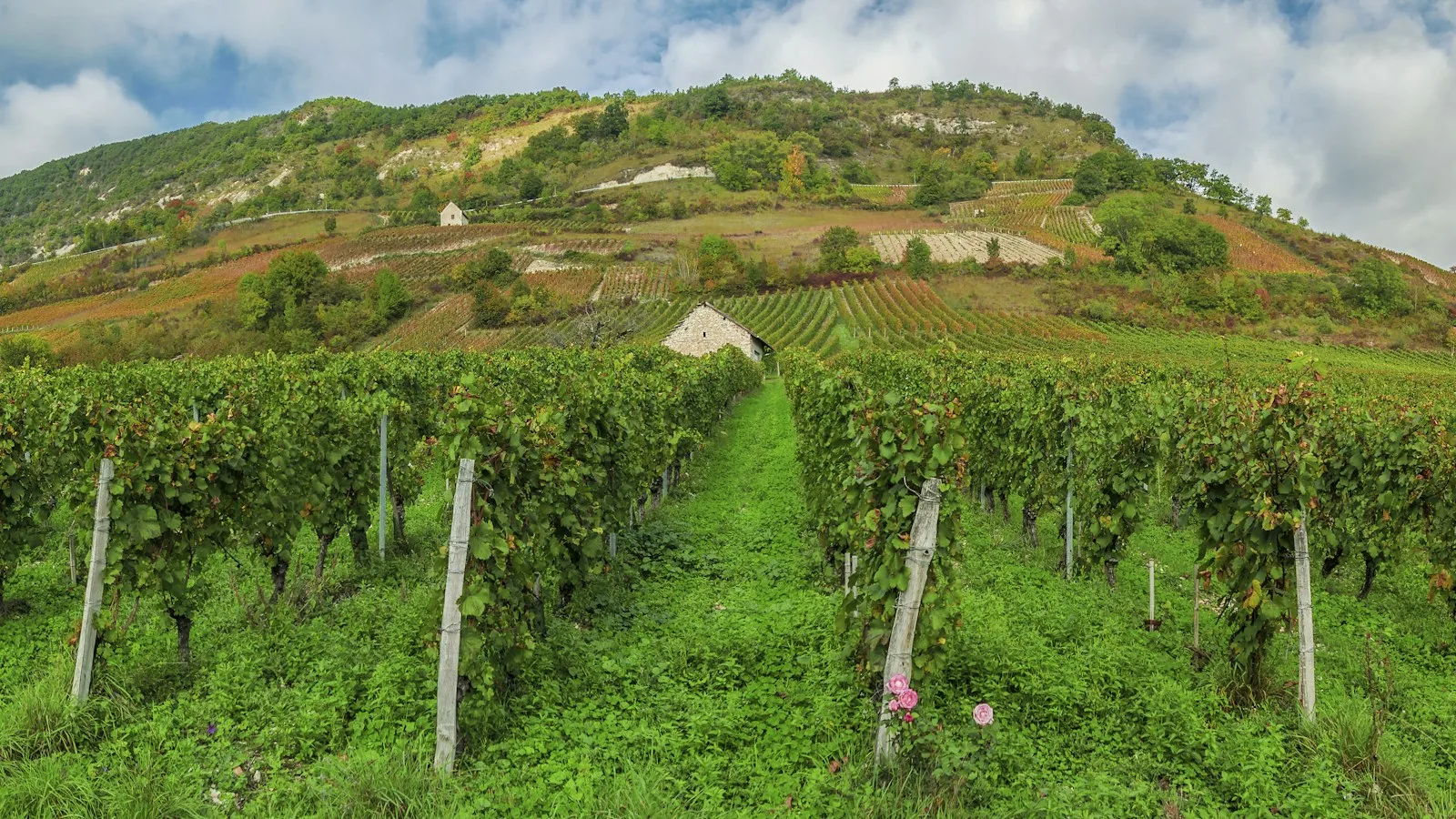 Comprendre le vignoble du Jura avant de partir