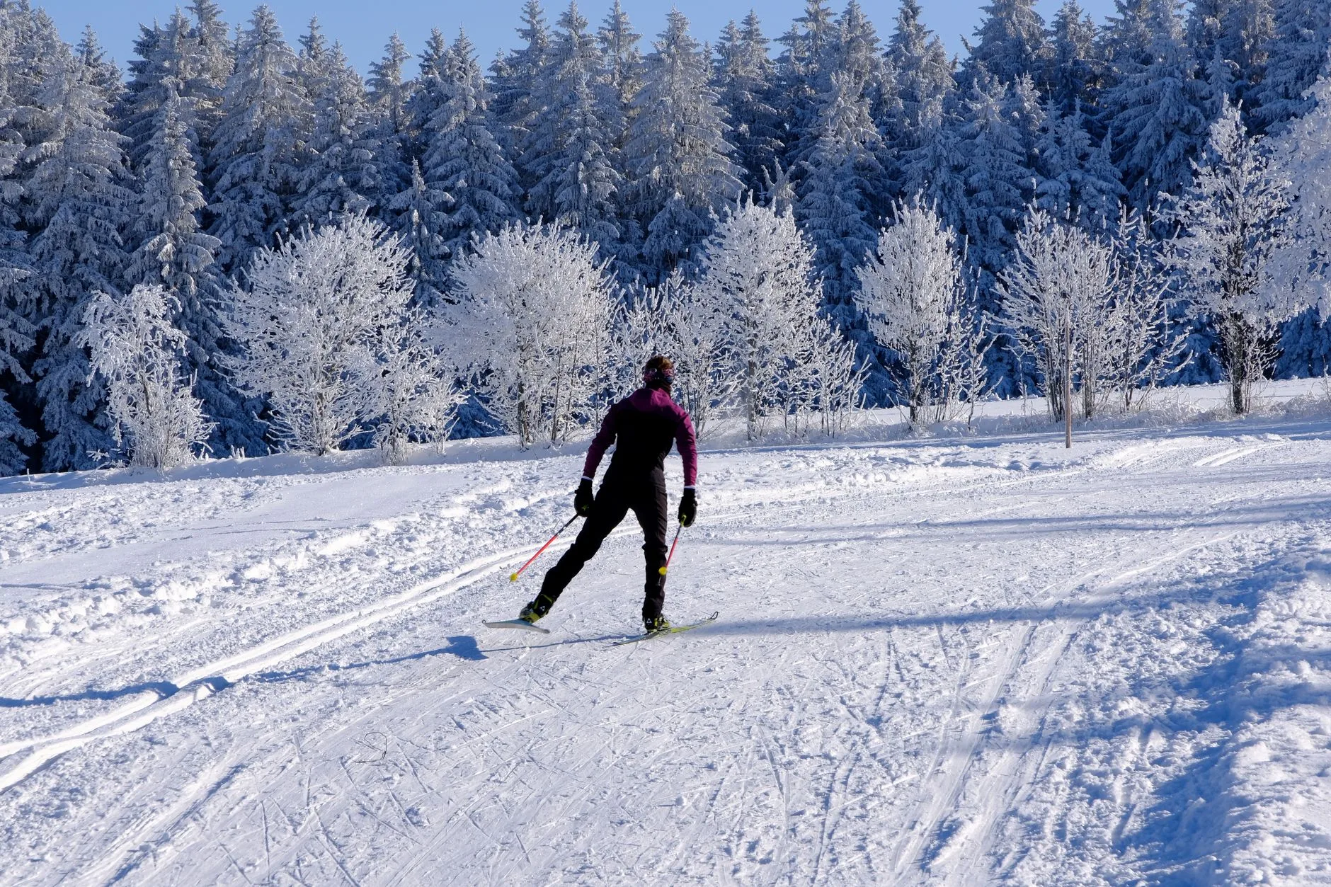Skieur de fond dans un paysage enneigé de forêts de sapins
