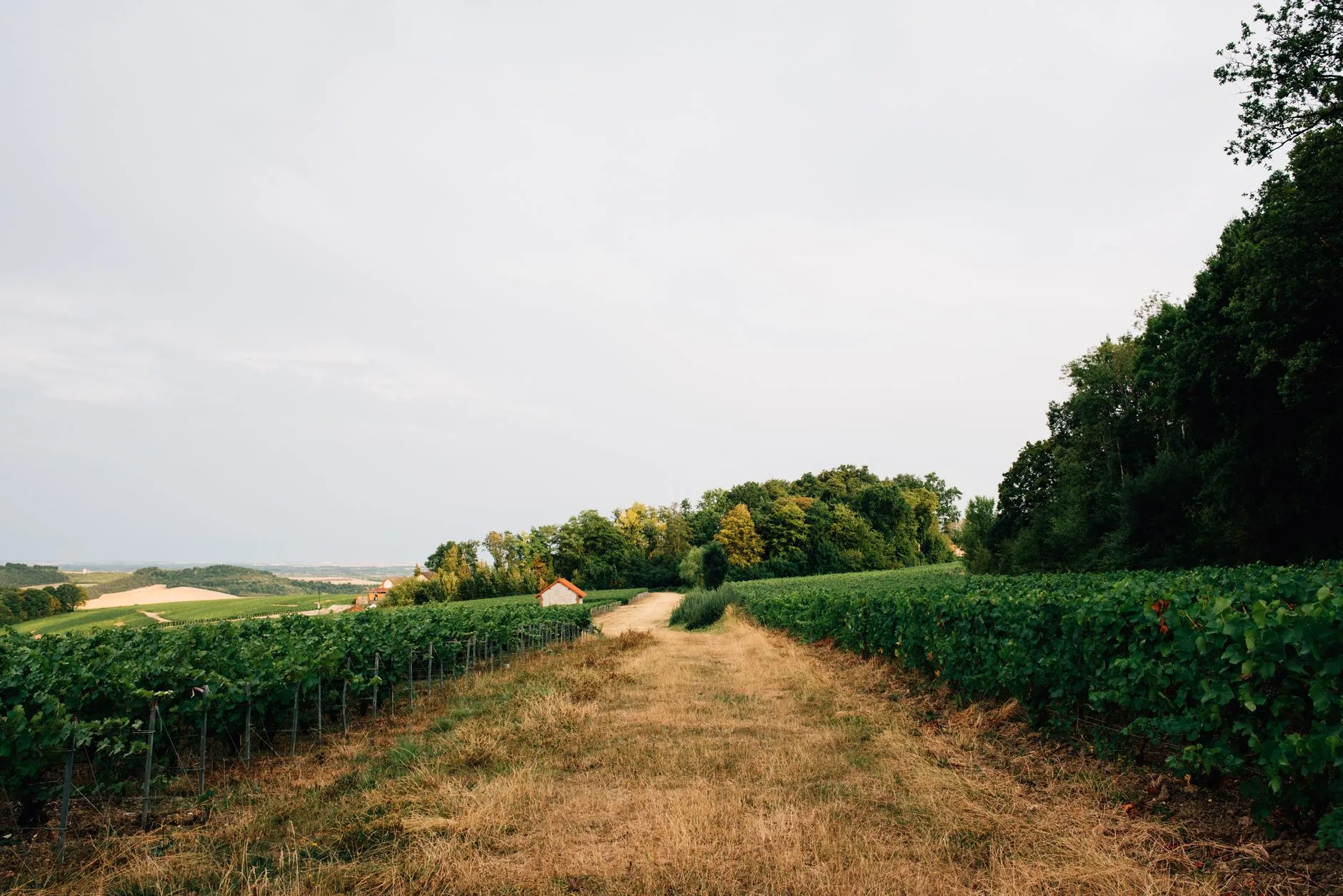 Le vin jaune : l'étrange trésor du vignoble